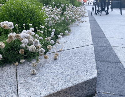 Stopnie blokowe Strzegom.png